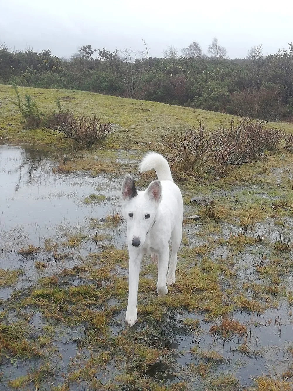 We Love Pets Marlborough - Dog Day Care & Home Boarding - Marlborough pet otel görseli 3