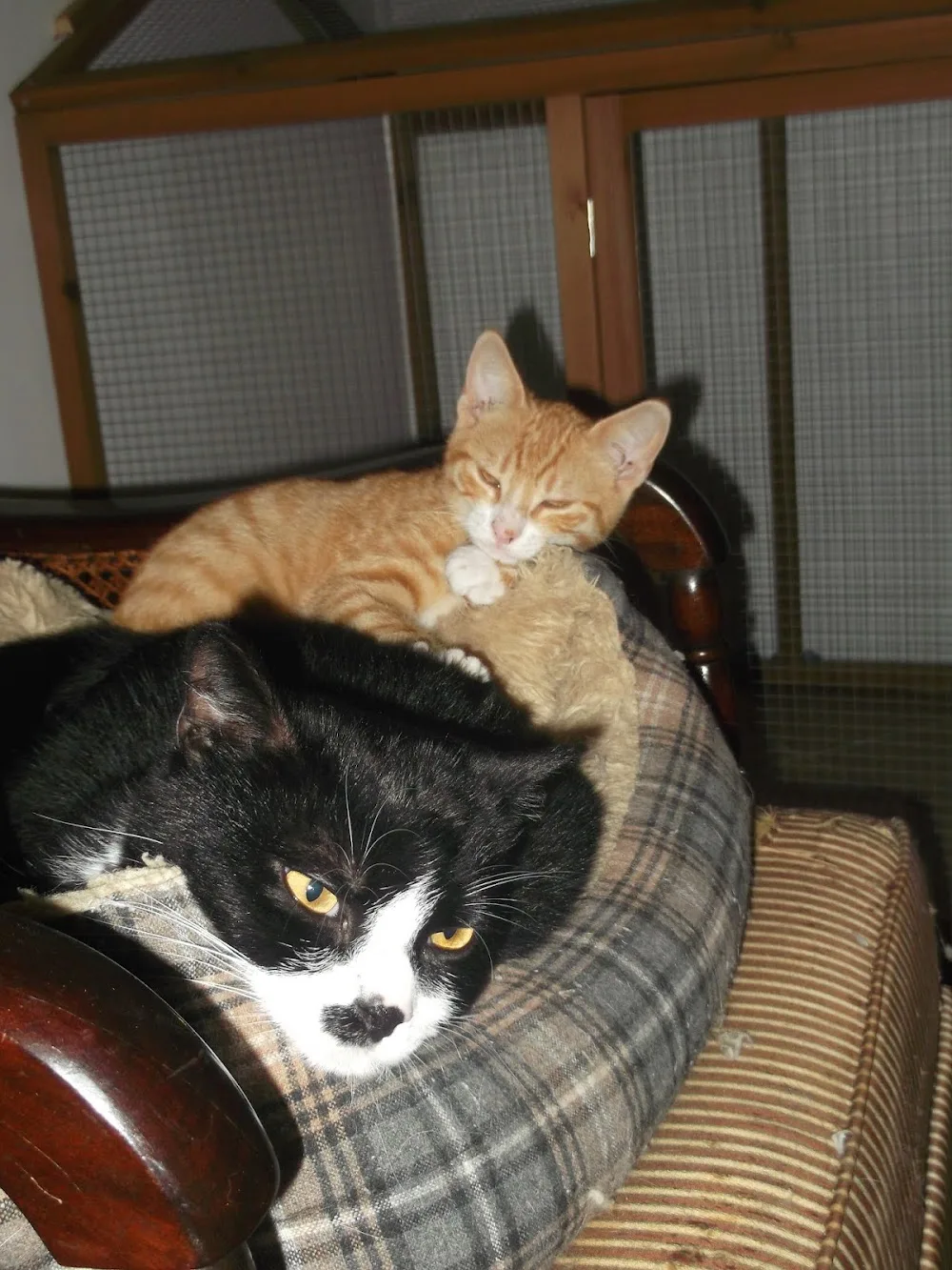 AUX CHATS DORMANTS - Marne pet otel