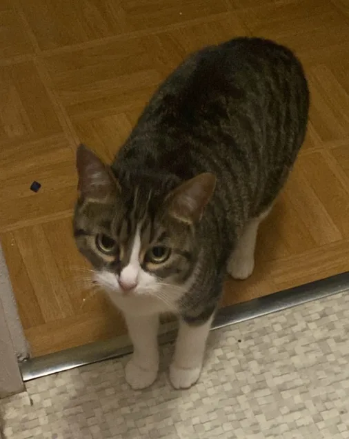 AUX CHATS DORMANTS - Marne pet otel görseli 3