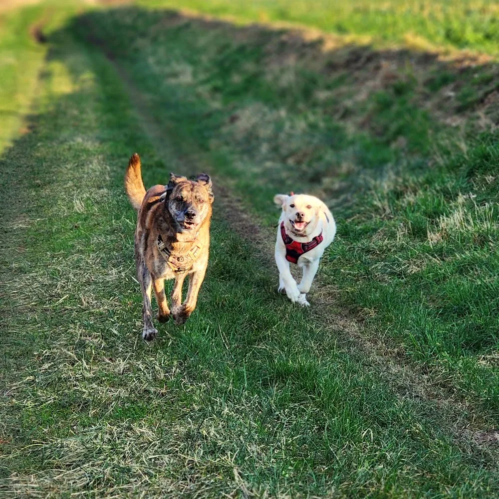 FILA LA COLO (à 1h de Paris) Éducation Canine, Pension, Fitness, Massages et Entraînement aux Soins Vétérinaires - Marne pet otel görseli 3