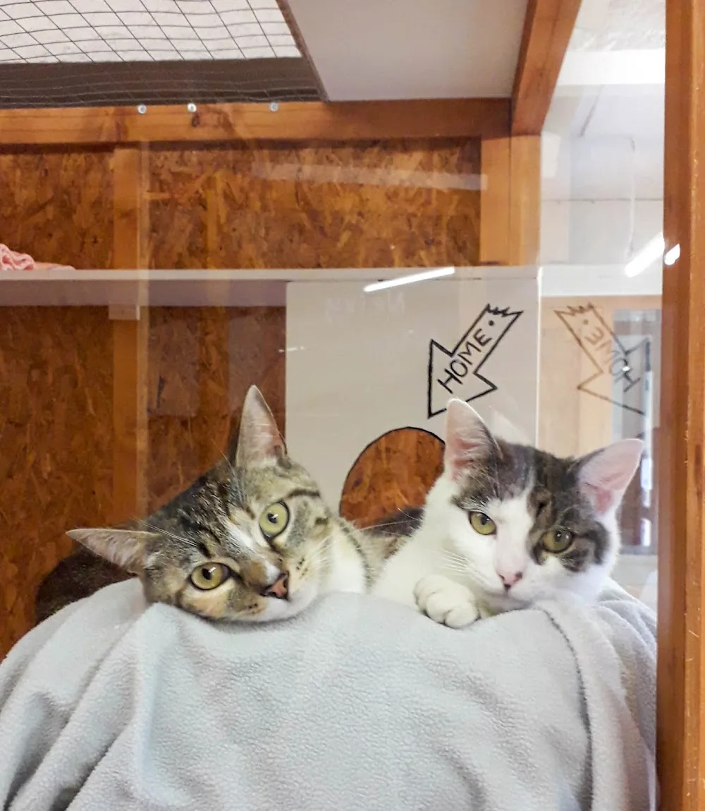 Hôtel Félin Le Nid Douillet - Marne pet otel görseli 3