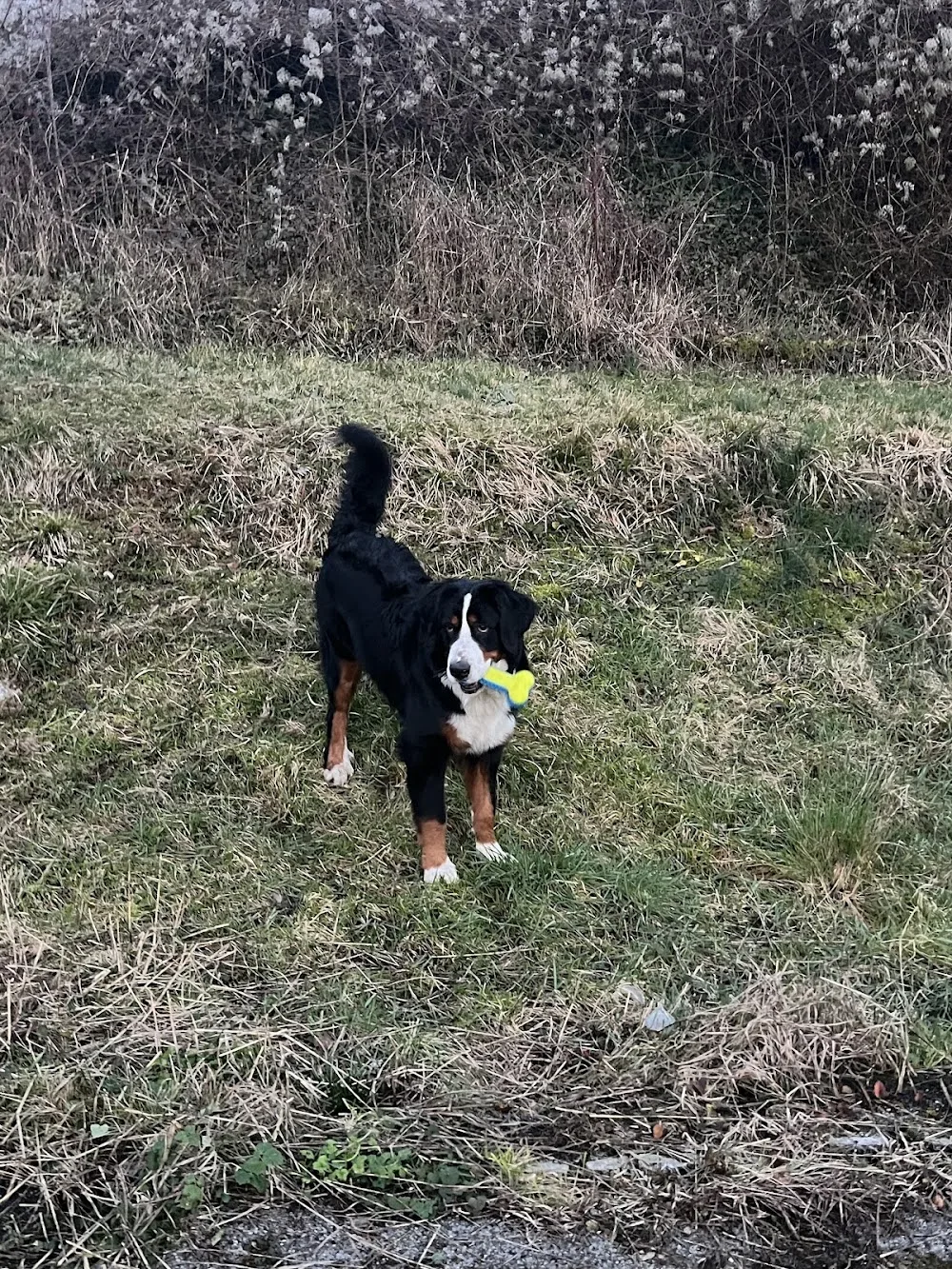 La Maison de Peïpeï - Pension canine à Méry sur Marne - Marne pet otel görseli 3