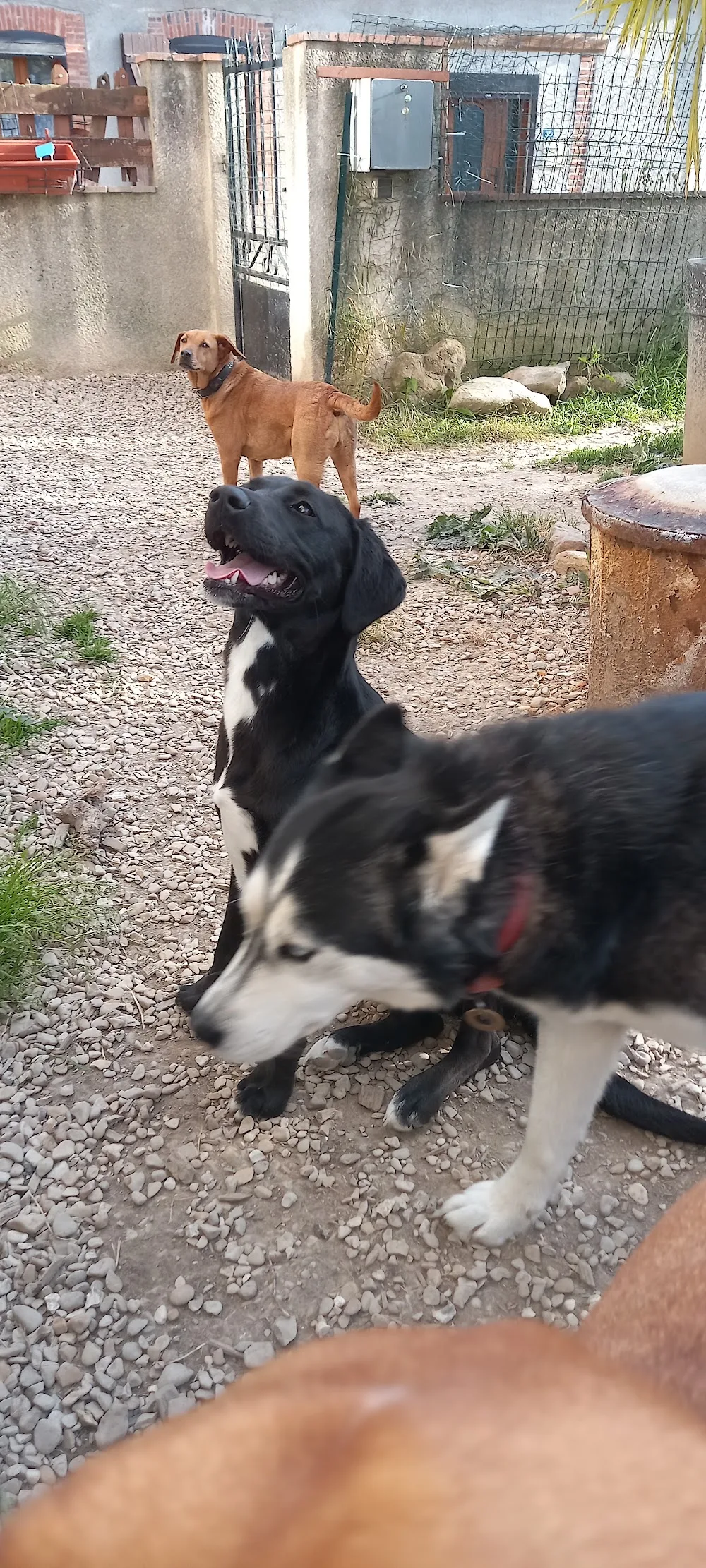 Le Clos D'Izy - Pension canine familiale & NACS - Marne pet otel görseli 2