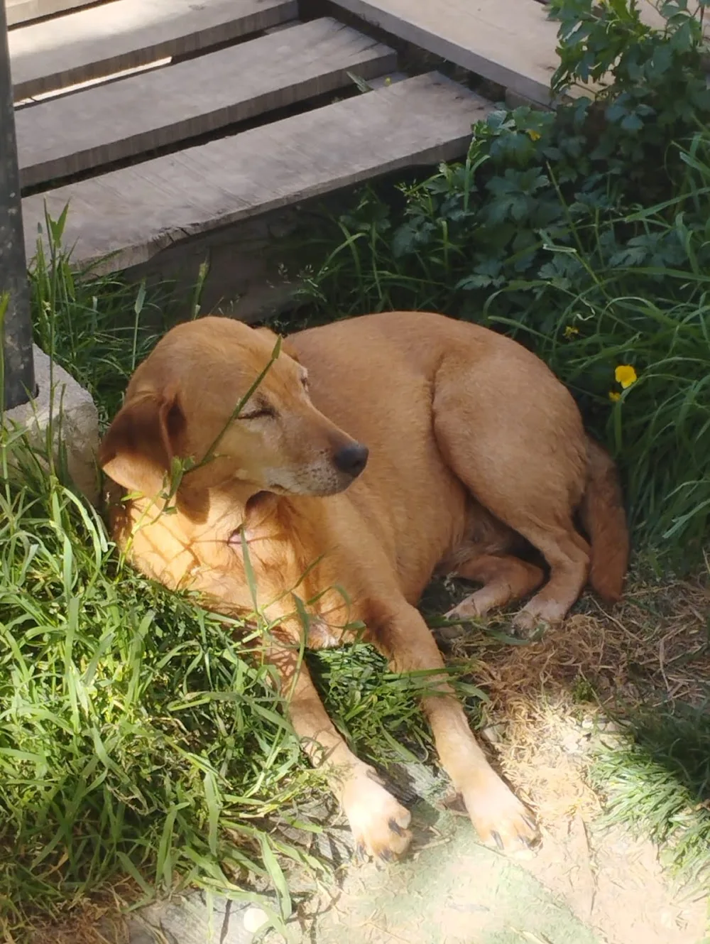 Le Clos D'Izy - Pension canine familiale & NACS - Marne pet otel görseli 3