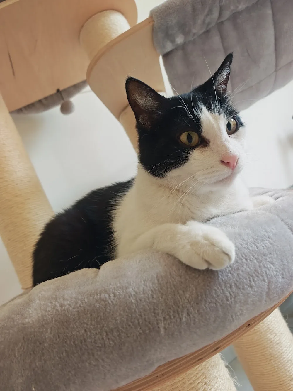 Le panier à moustaches - Marne pet otel görseli 2