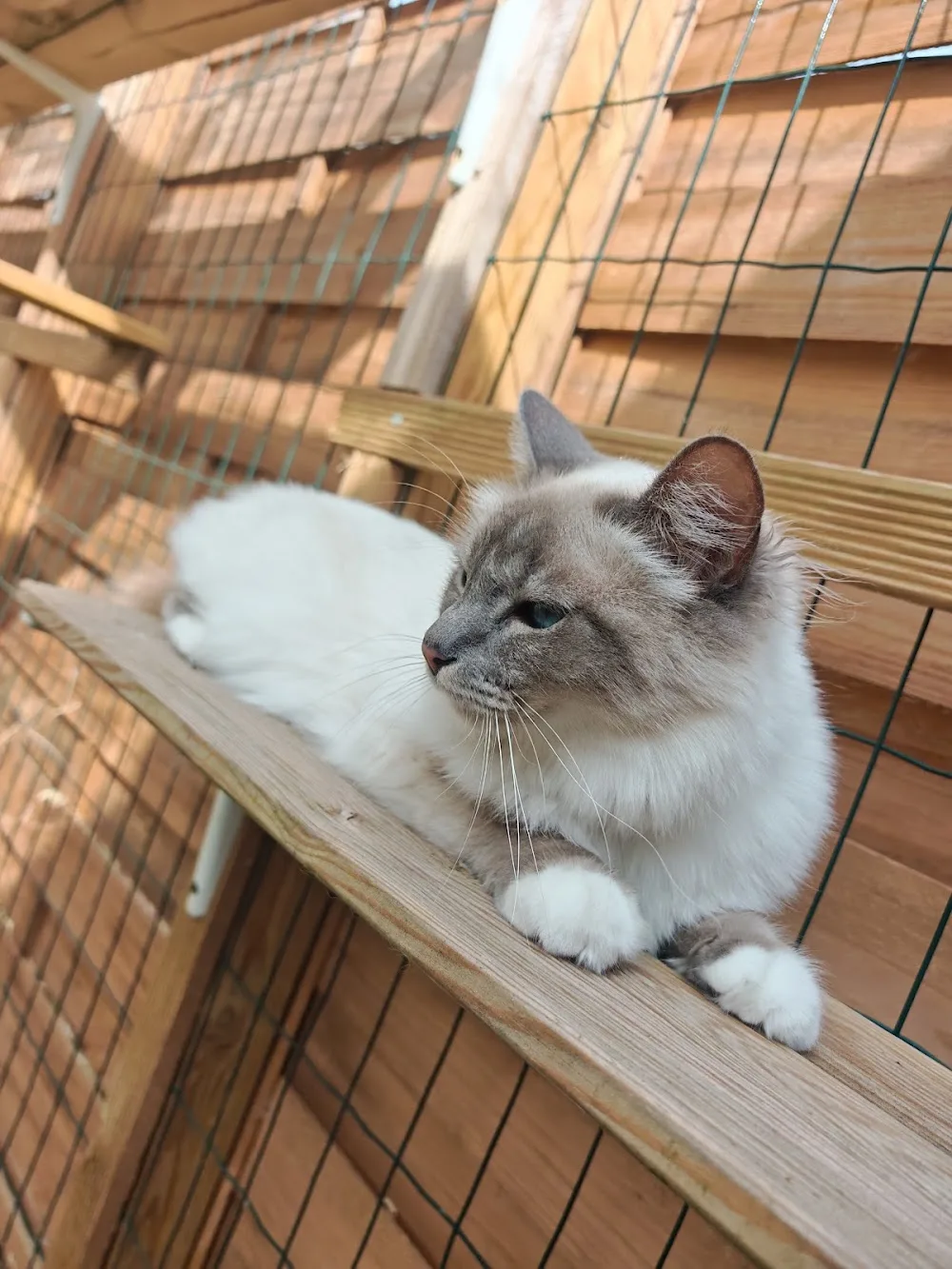 Le panier à moustaches - Marne pet otel görseli 3