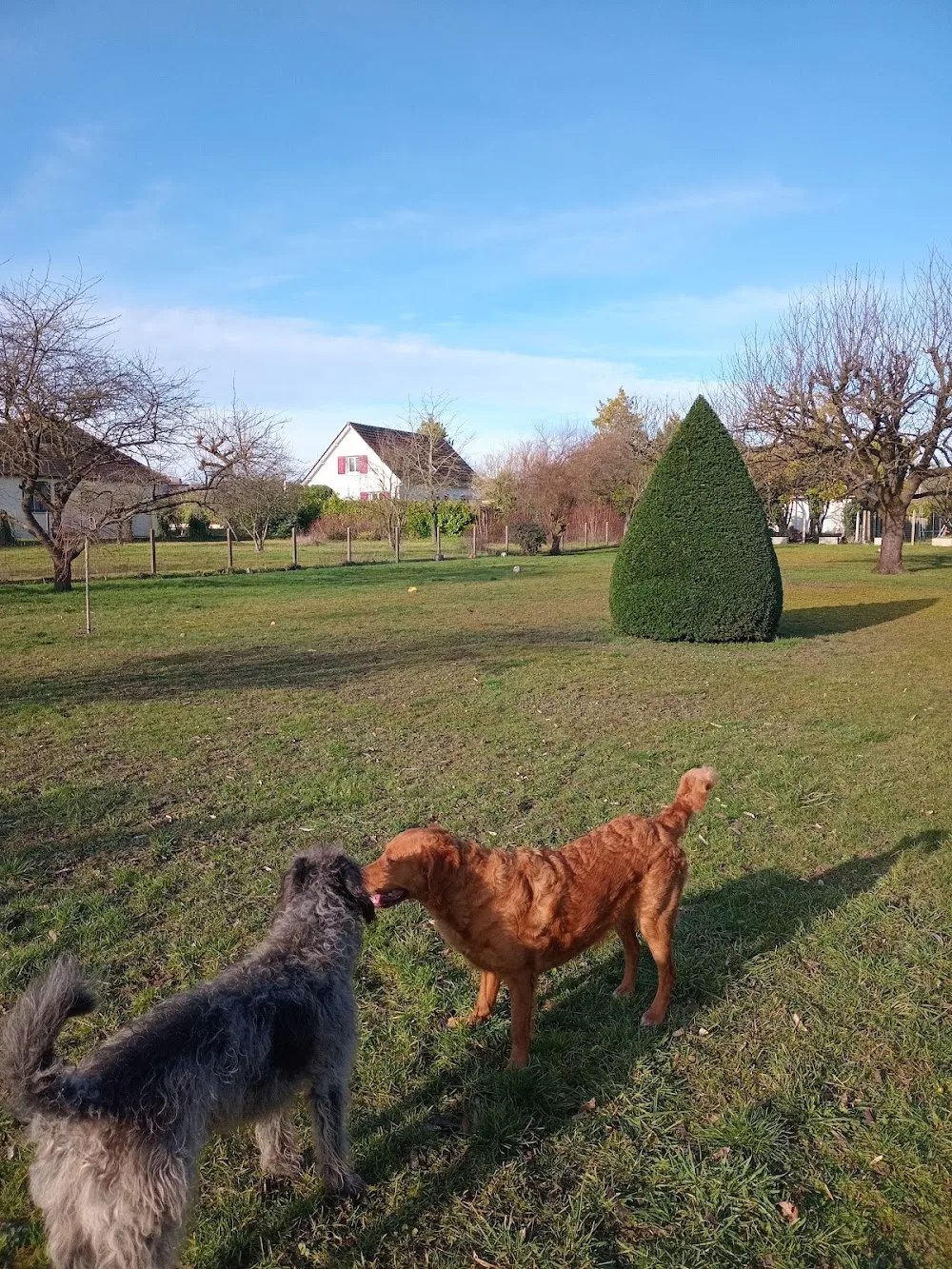MAISON DES 4 PATTES - Marne pet otel görseli 2