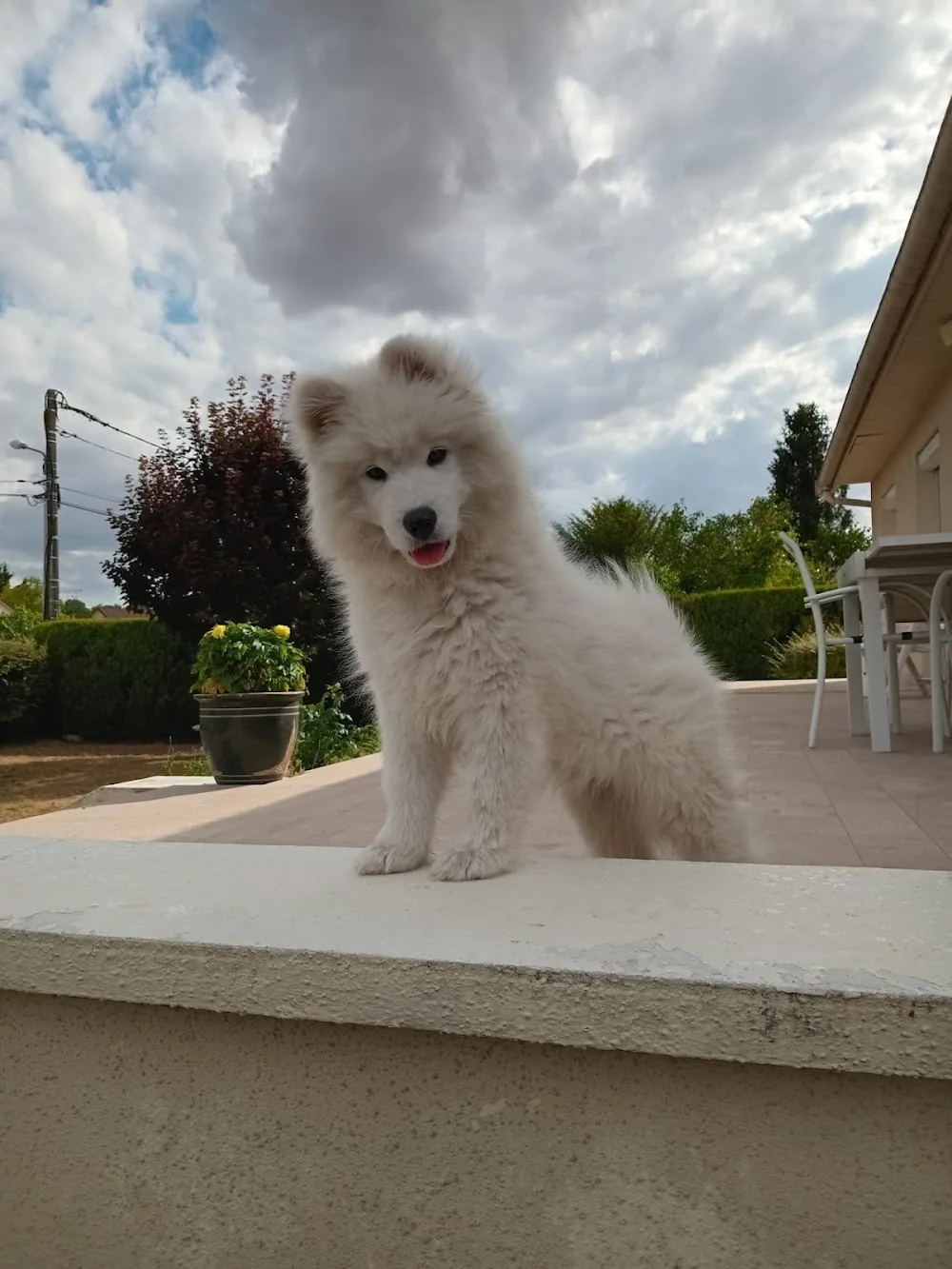 MAISON DES 4 PATTES - Marne pet otel görseli 3