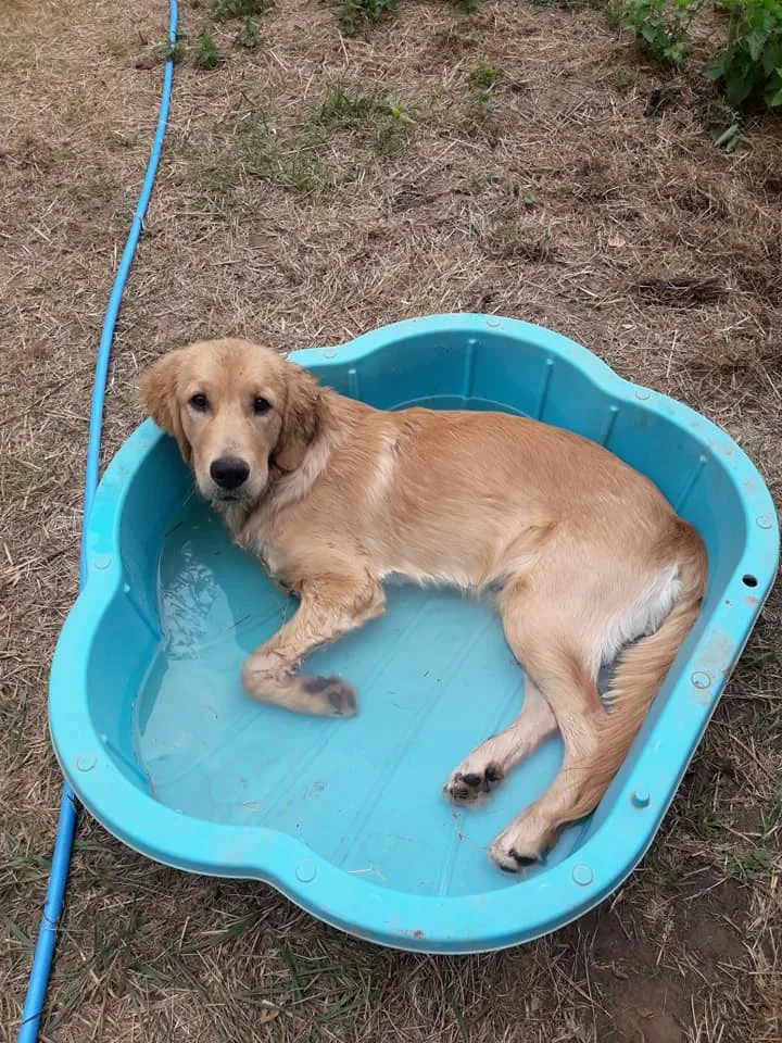 Pension canine Hote Dog - Marne pet otel görseli 2