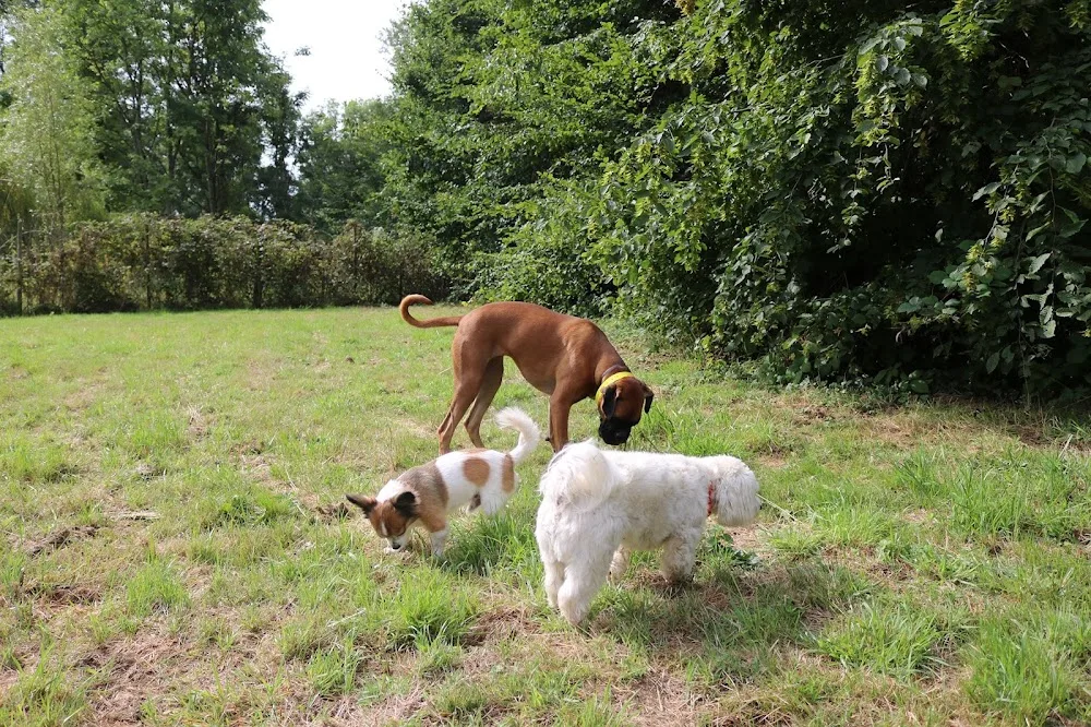 Pension canine Hote Dog - Marne pet otel görseli 3
