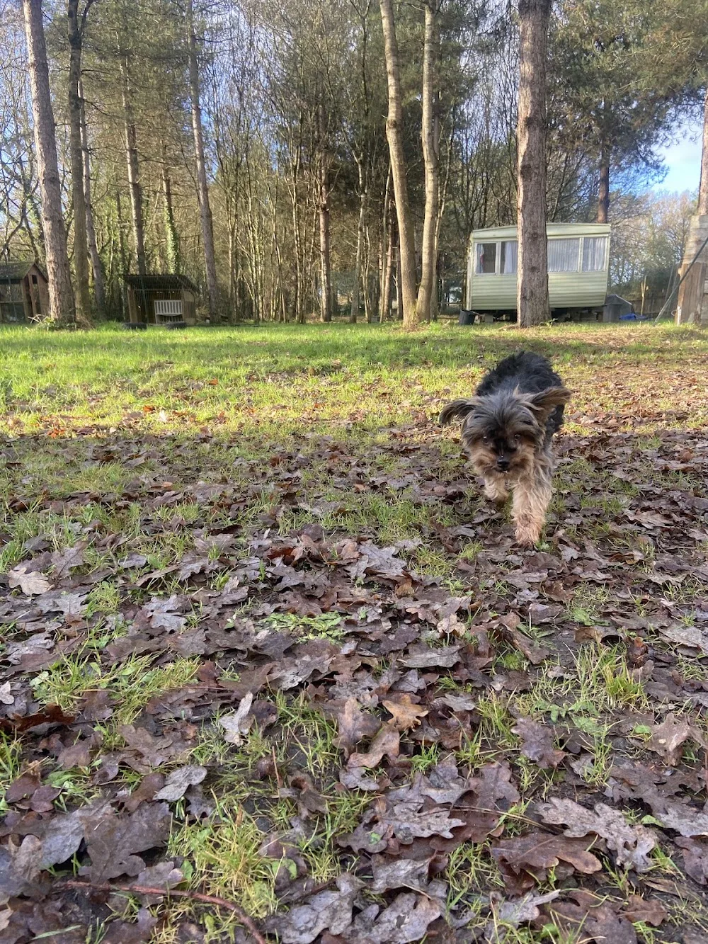 Royal pet club - Marne pet otel görseli 3