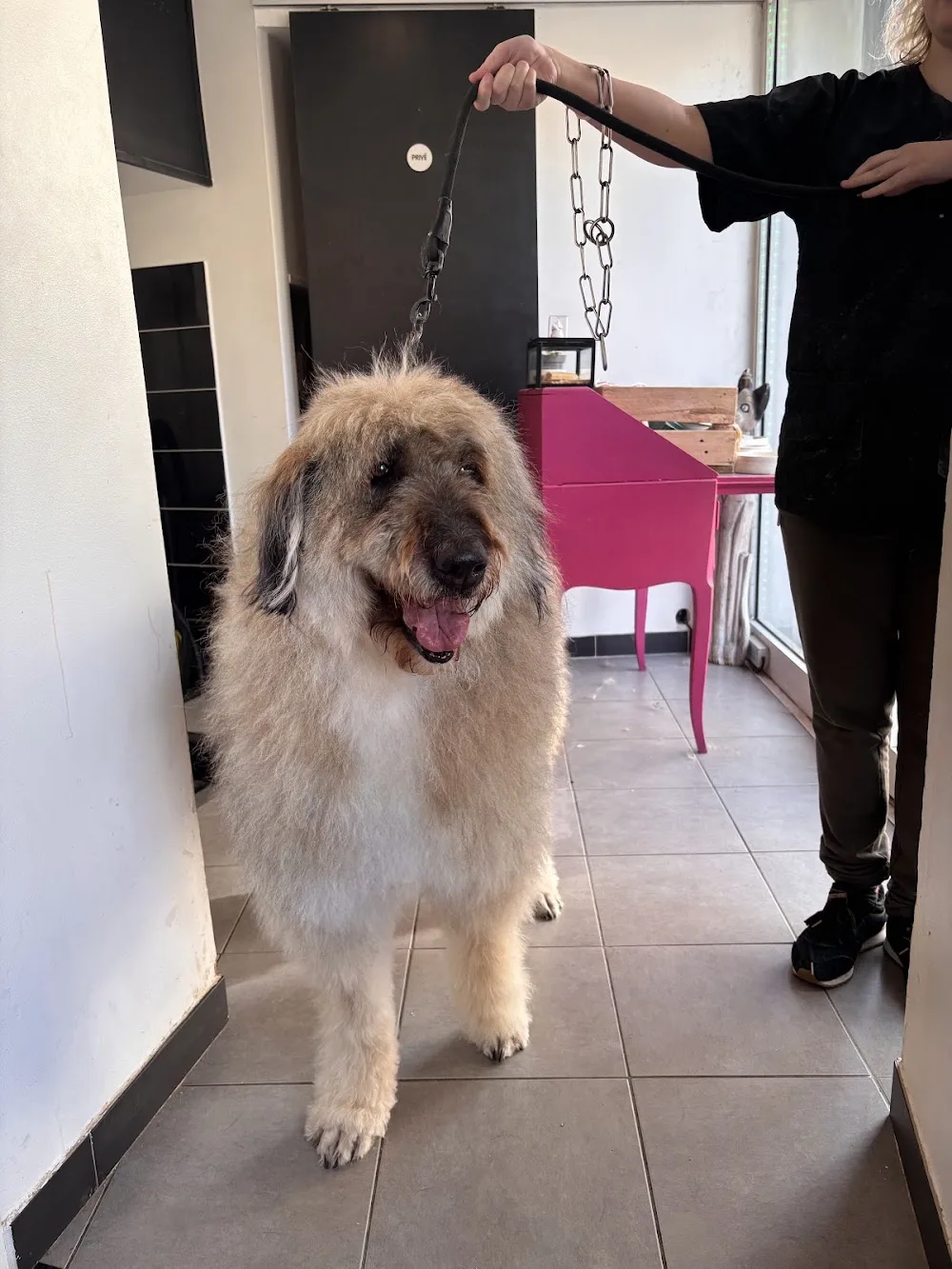 Class'Dog toilettage et pension canine - Marseille pet otel görseli 3