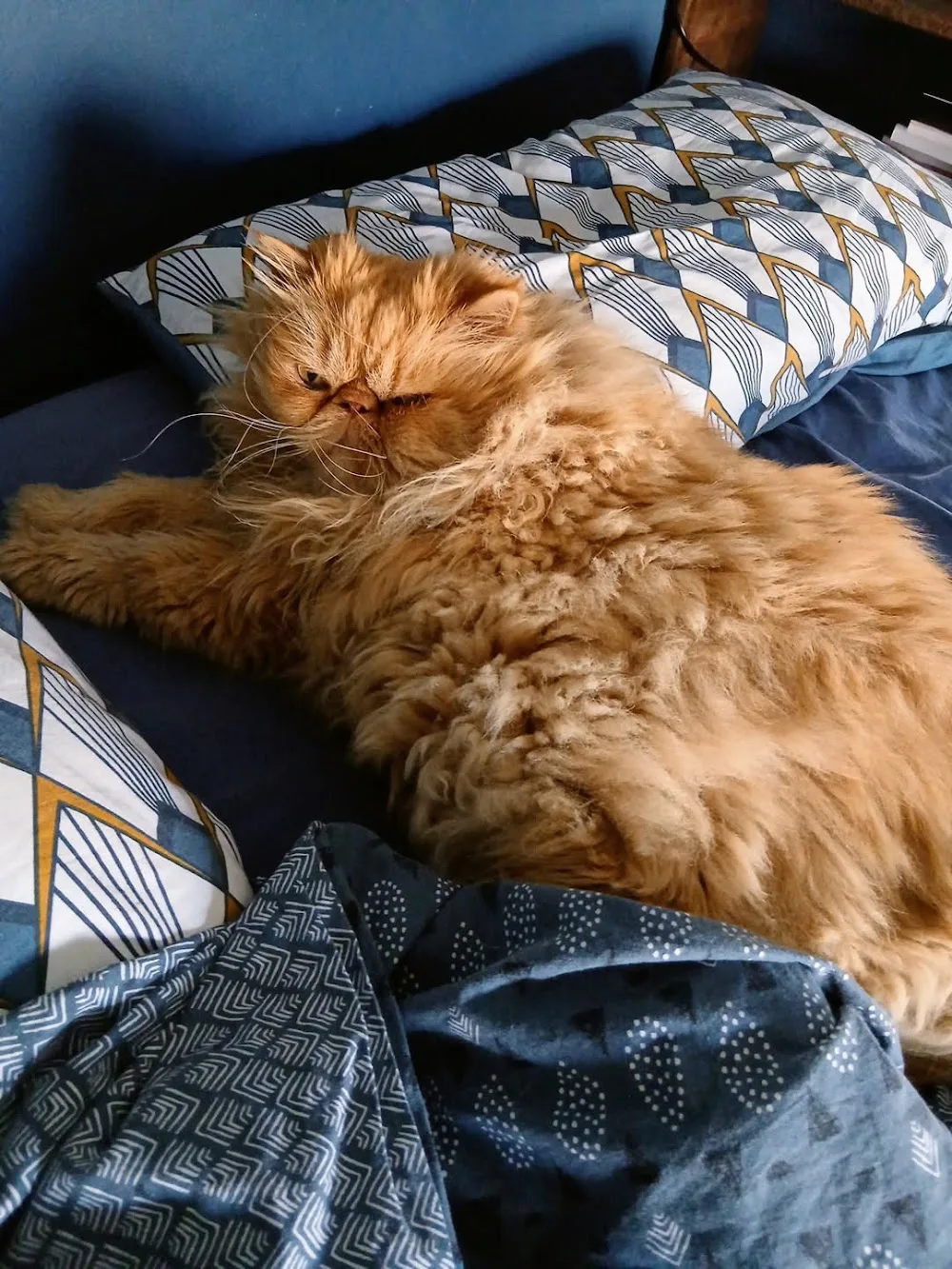 Garde d'animaux de compagnie Chat'croch'Coeur - Marseille pet otel