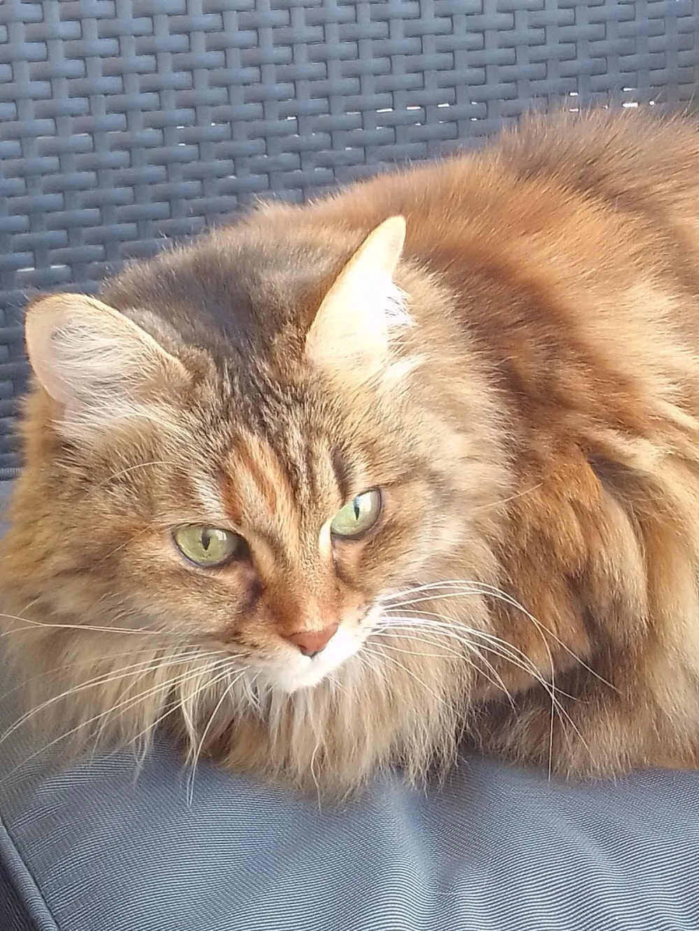 Garde d'animaux de compagnie Chat'croch'Coeur - Marseille pet otel görseli 3