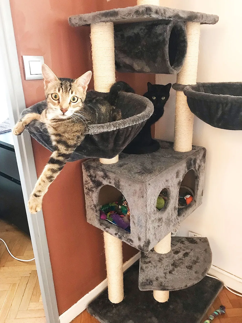 La Passion Féline - Comportementaliste & Garde à domicile 100% CHATS - Marseille pet otel
