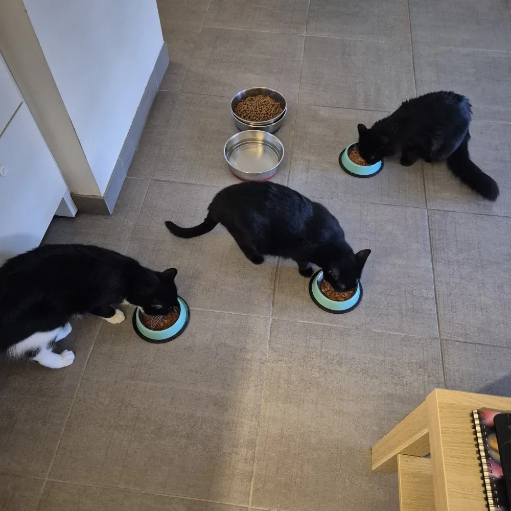 La Passion Féline - Comportementaliste & Garde à domicile 100% CHATS - Marseille pet otel görseli 3
