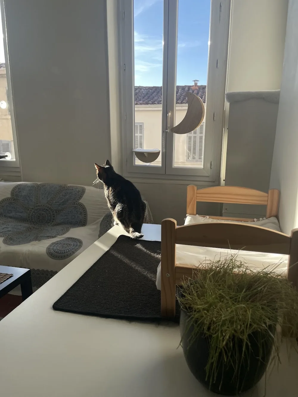 L'École du Chat Noir - Pension féline & Comportementaliste - Marseille pet otel görseli 3