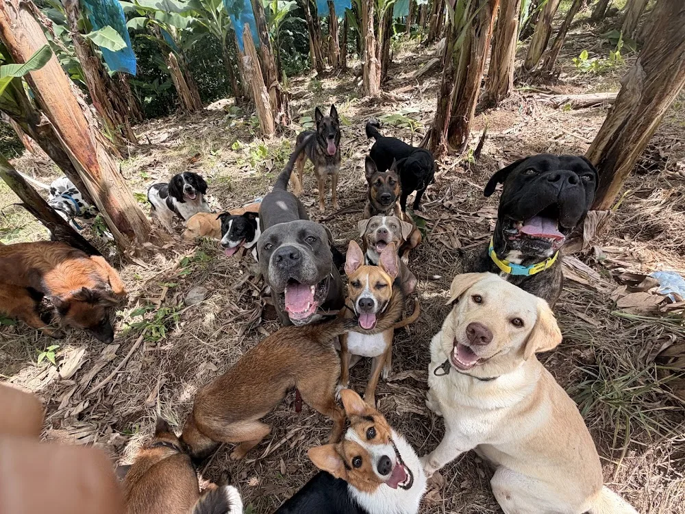 AMAZONE'DOG - Education et pension canine - Martinique pet otel