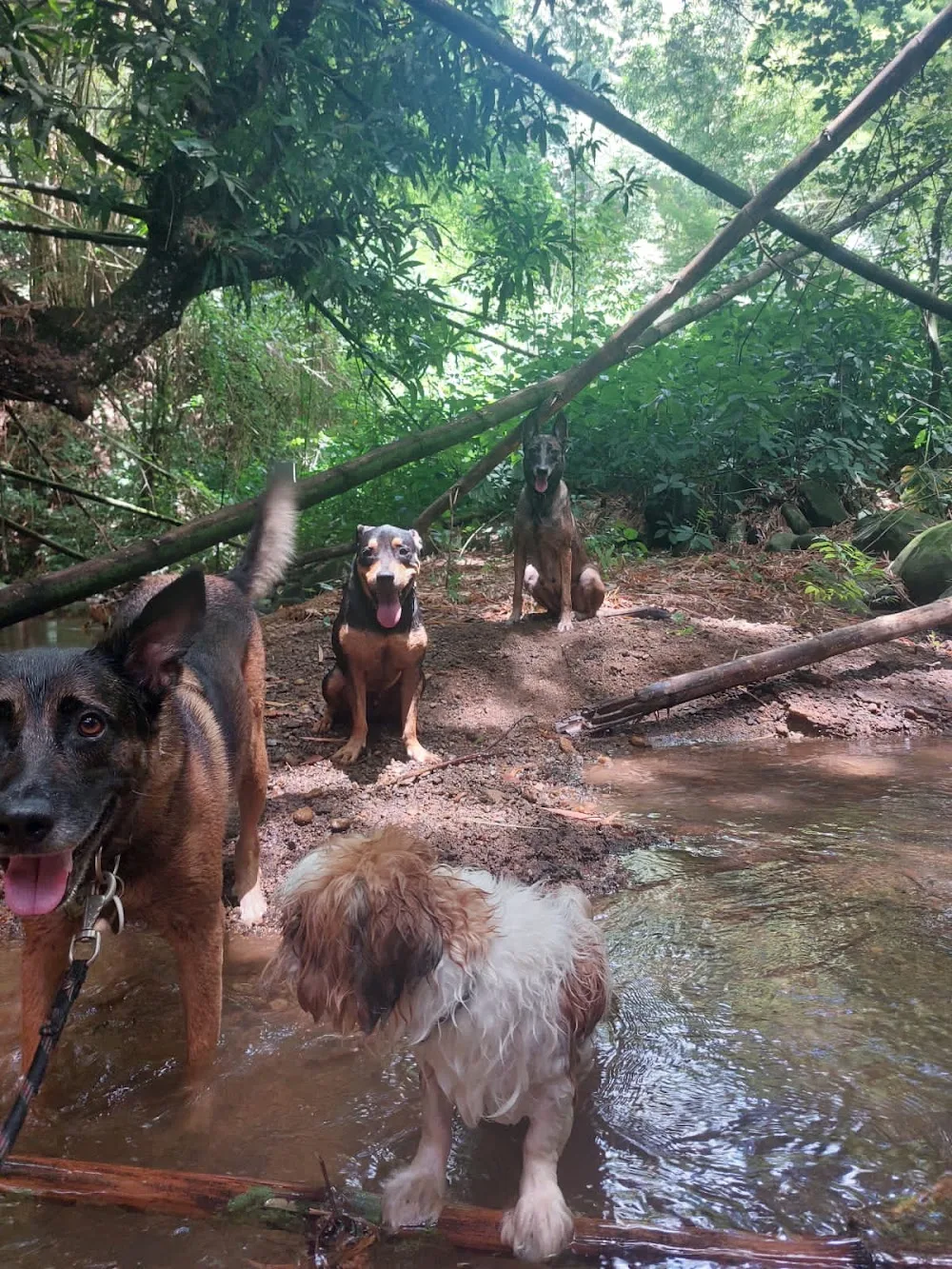 AMAZONE'DOG - Martinique pet otel görseli 2