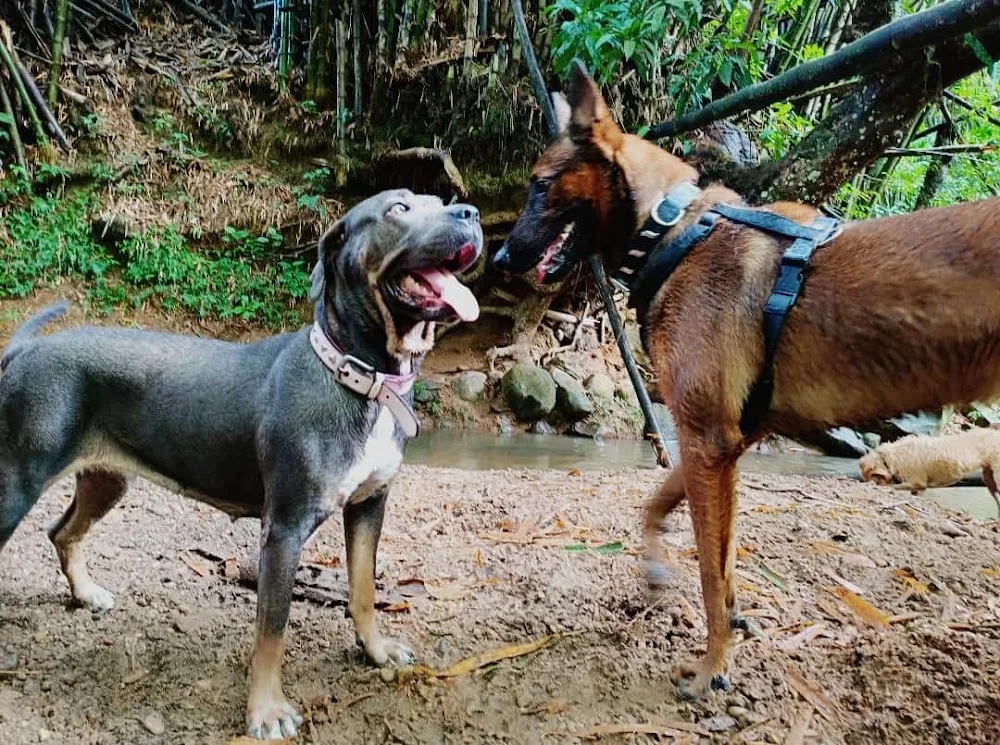 AMAZONE'DOG - Martinique pet otel görseli 3