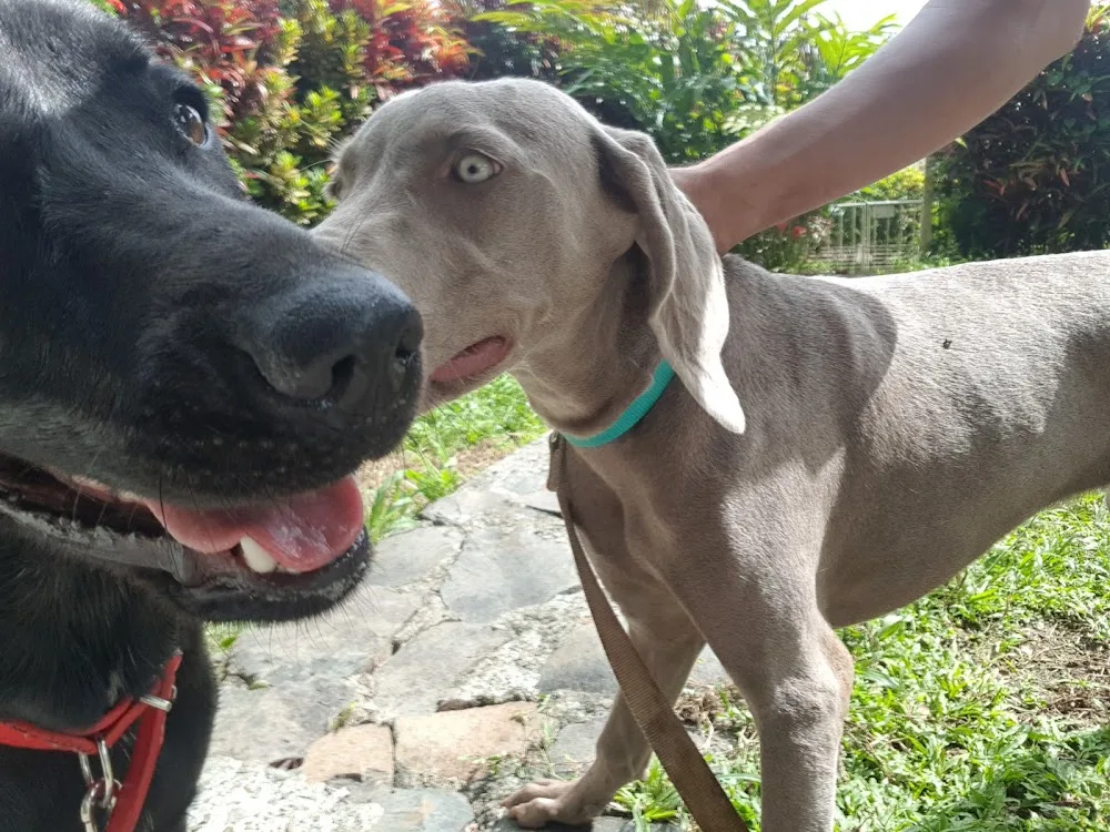 Cani Home - Martinique pet otel görseli 2