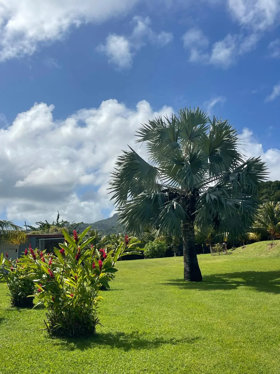Centre Cynotechnique S Bornil - Martinique pet otel görseli 3