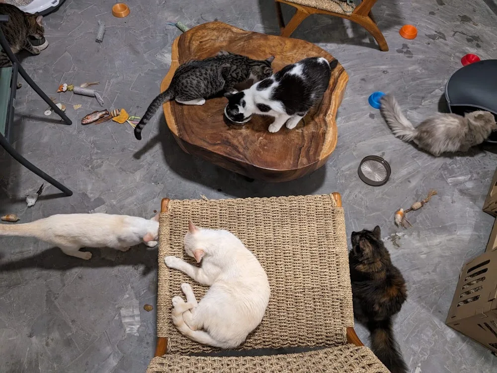 Chez Madame Chatouille - Martinique pet otel görseli 3