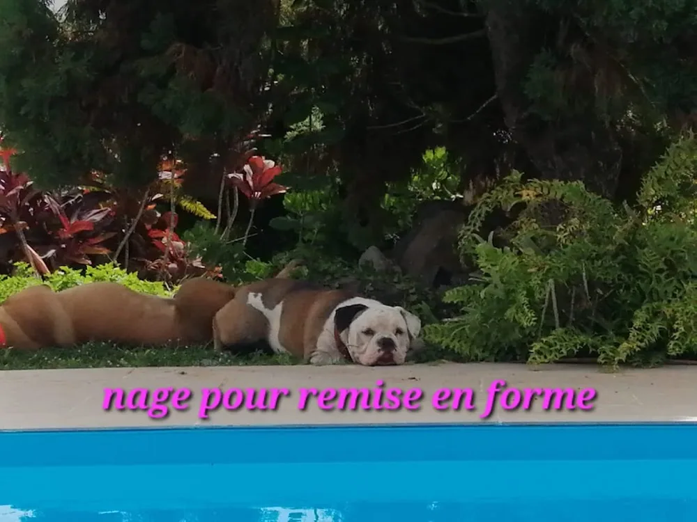 Dogs' Hotel 220 - Martinique pet otel