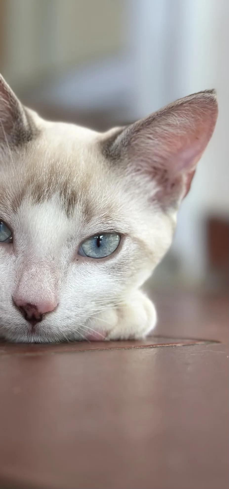 Pension Ti Chat - Martinique pet otel