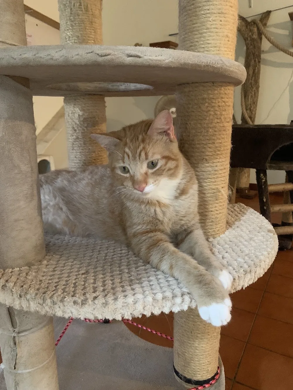 Pension Ti Chat - Martinique pet otel görseli 3