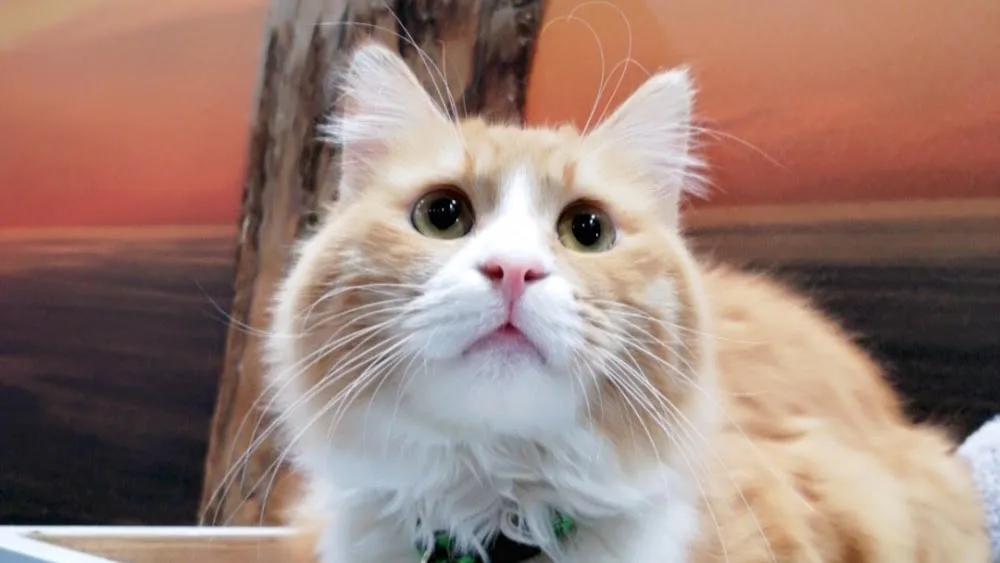 May Akvaryum Petshop Pet Hotel - Manisa pet otel görseli 3