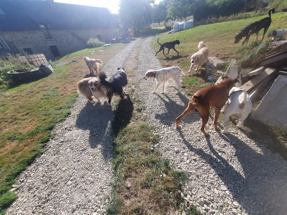 La Colo des Wouafs - Mayenne pet otel görseli 3