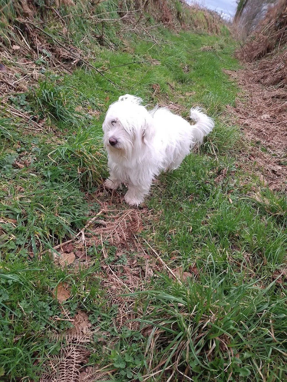 Patte Blanche, Garde d'Animaux - Mayenne pet otel