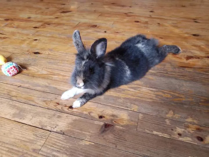 Patte Blanche, Garde d'Animaux - Mayenne pet otel görseli 3