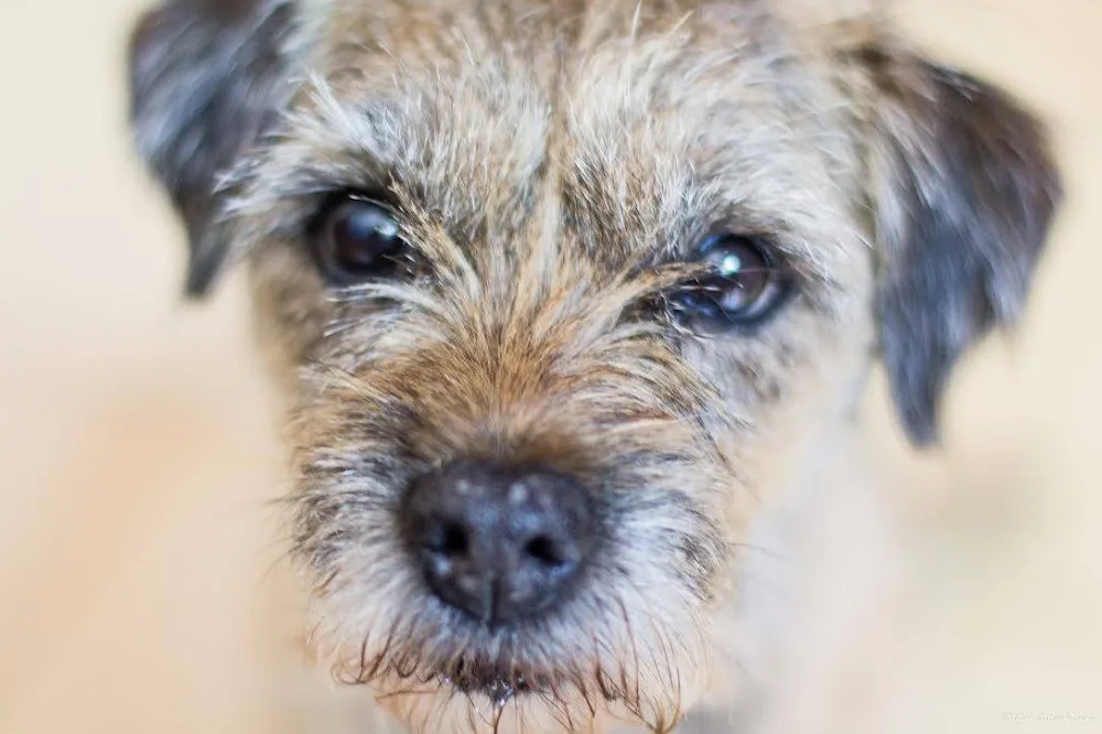 Pension canine Nounou Toutou Matou - Mayenne pet otel görseli 3