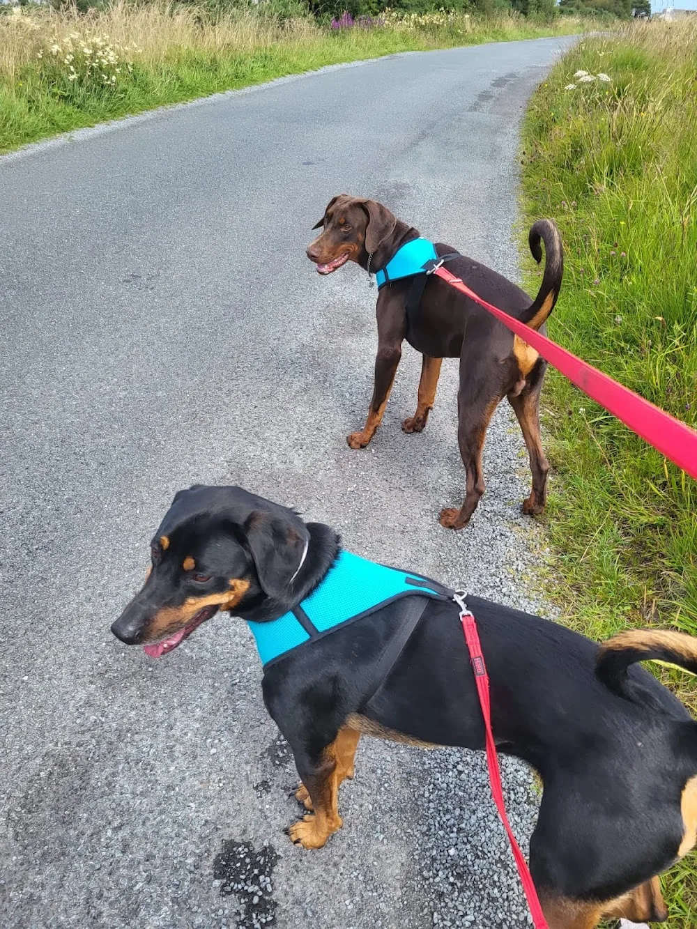 Bellavista kennels - Mayo pet otel