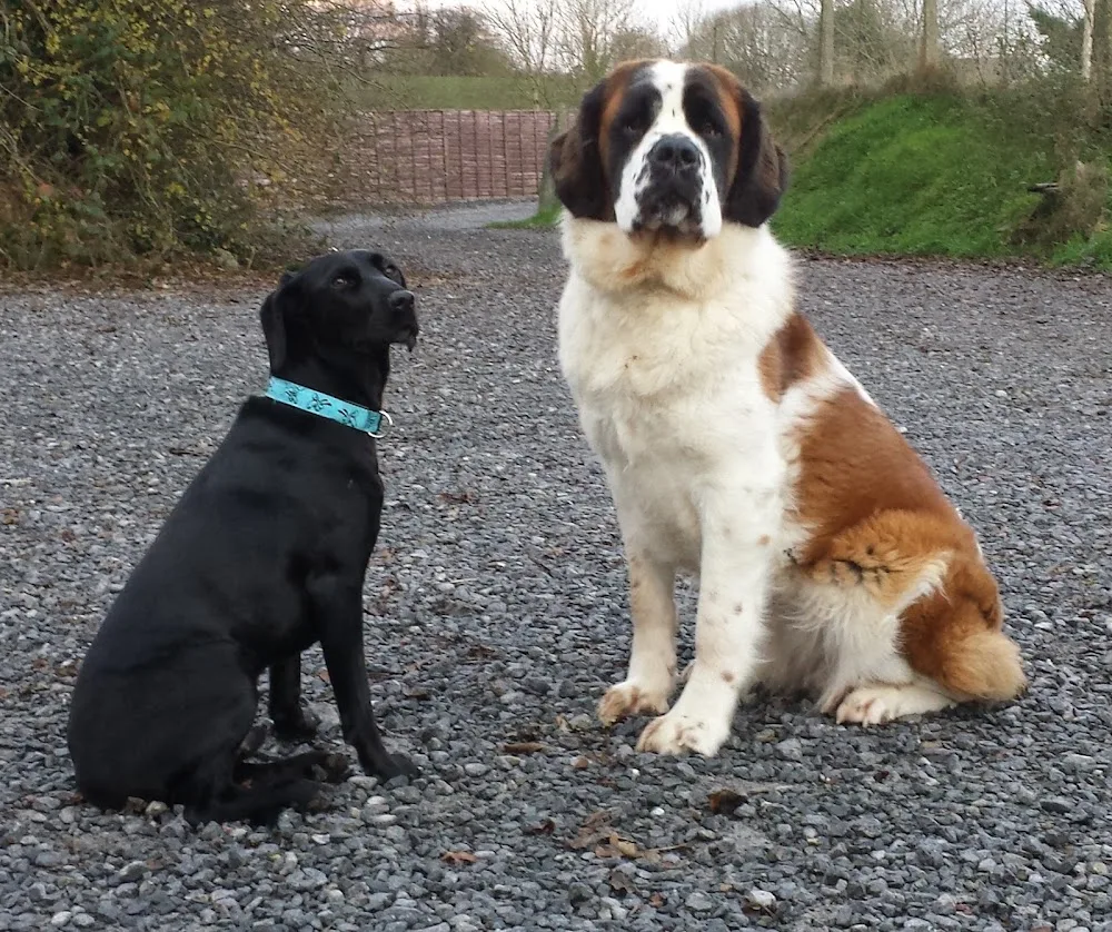 Hollybarn Dog Training Puppy Training, Behaviour and Home from Home Boarding Ireland - Mayo pet otel