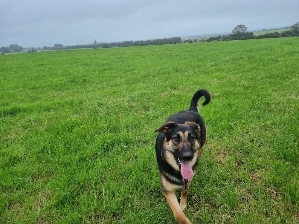 Hollybarn Dog Training Puppy Training, Behaviour and Home from Home Boarding Ireland - Mayo pet otel görseli 3
