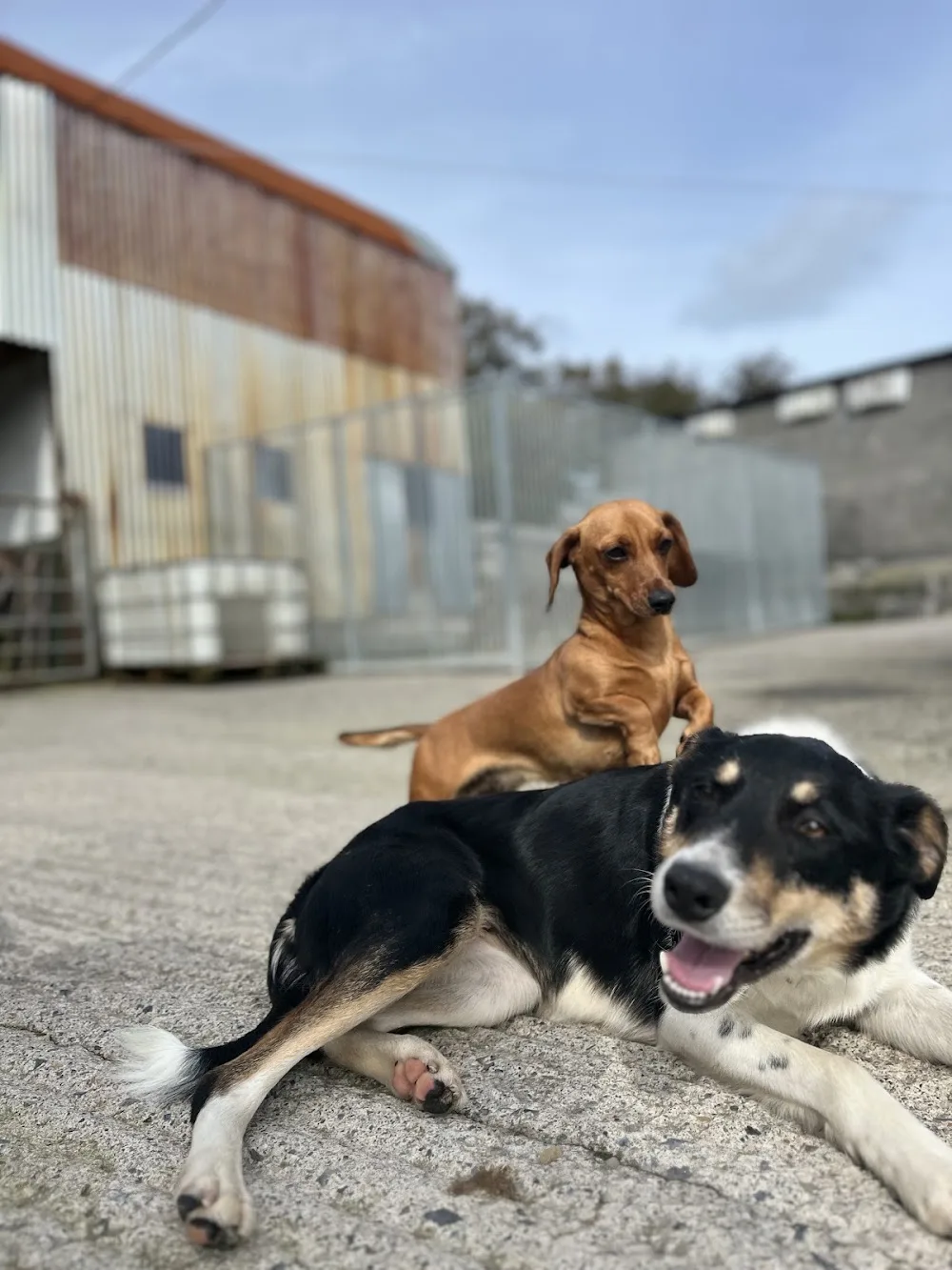 Kilturra Boarding and Sheepdogs - Mayo pet otel