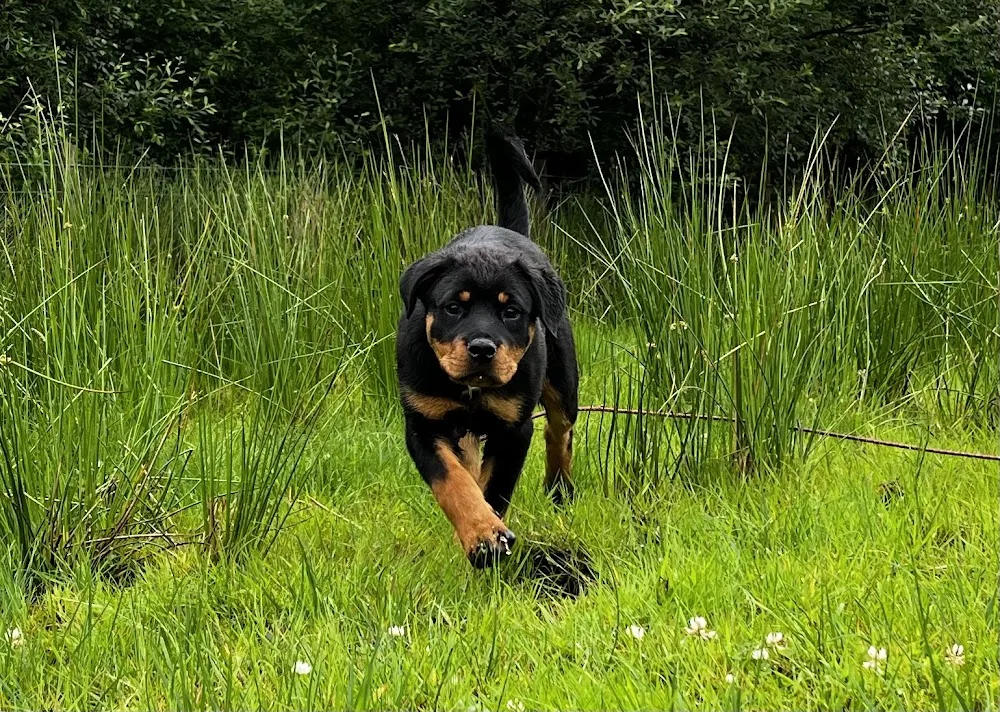 Kilturra Boarding and Sheepdogs - Mayo pet otel görseli 3