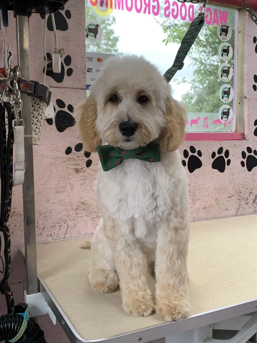 Wagsdogs Boarding and Grooming Ballinrobe - Mayo pet otel