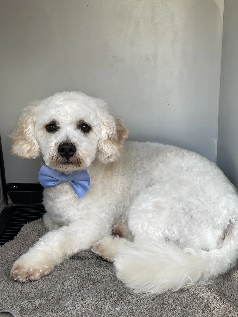 Wagsdogs Boarding and Grooming Ballinrobe - Mayo pet otel görseli 3