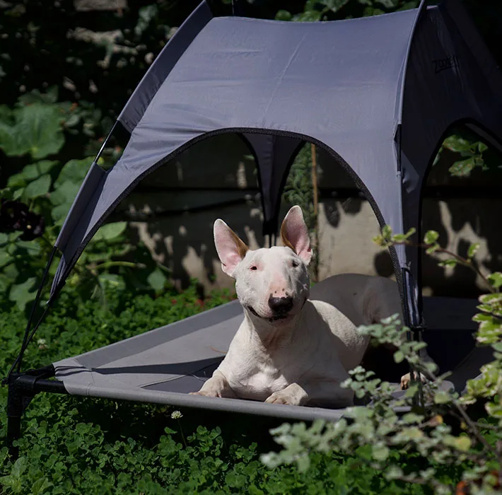 Dog Sweet Home - Mazovia pet otel