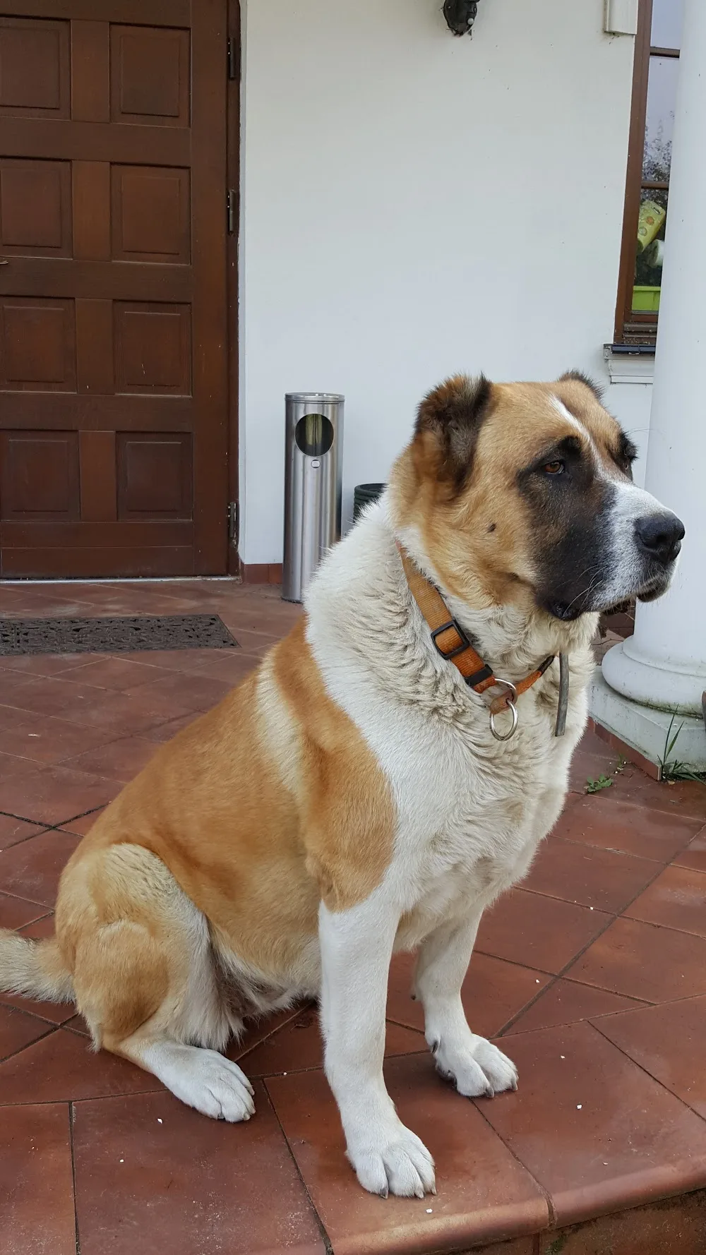 Hotel dla psów Psigoda - Mazovia pet otel görseli 3