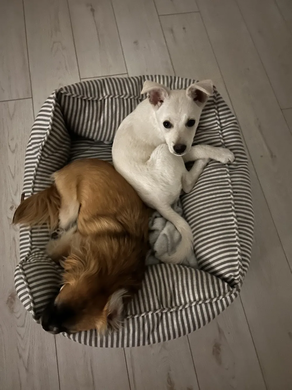 Hotel dla zwierząt Cztery Łapy - Mazovia pet otel görseli 3