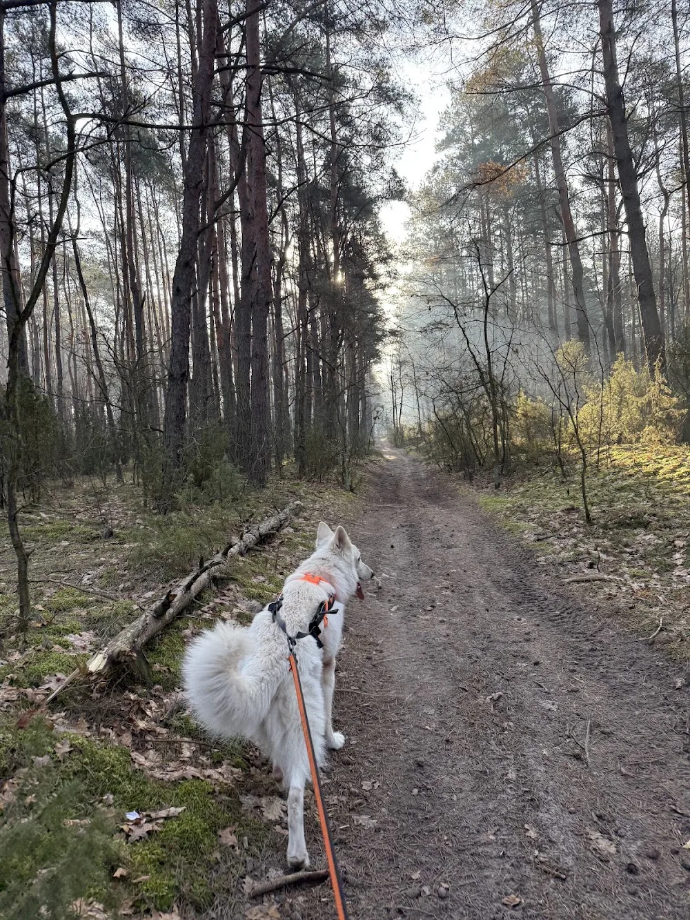 Ohana Dogs - Hotel dla psów - Mazovia pet otel