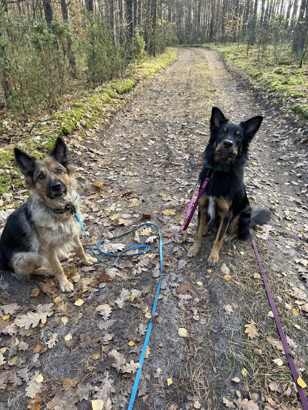 Ohana Dogs - Hotel dla psów - Mazovia pet otel görseli 3