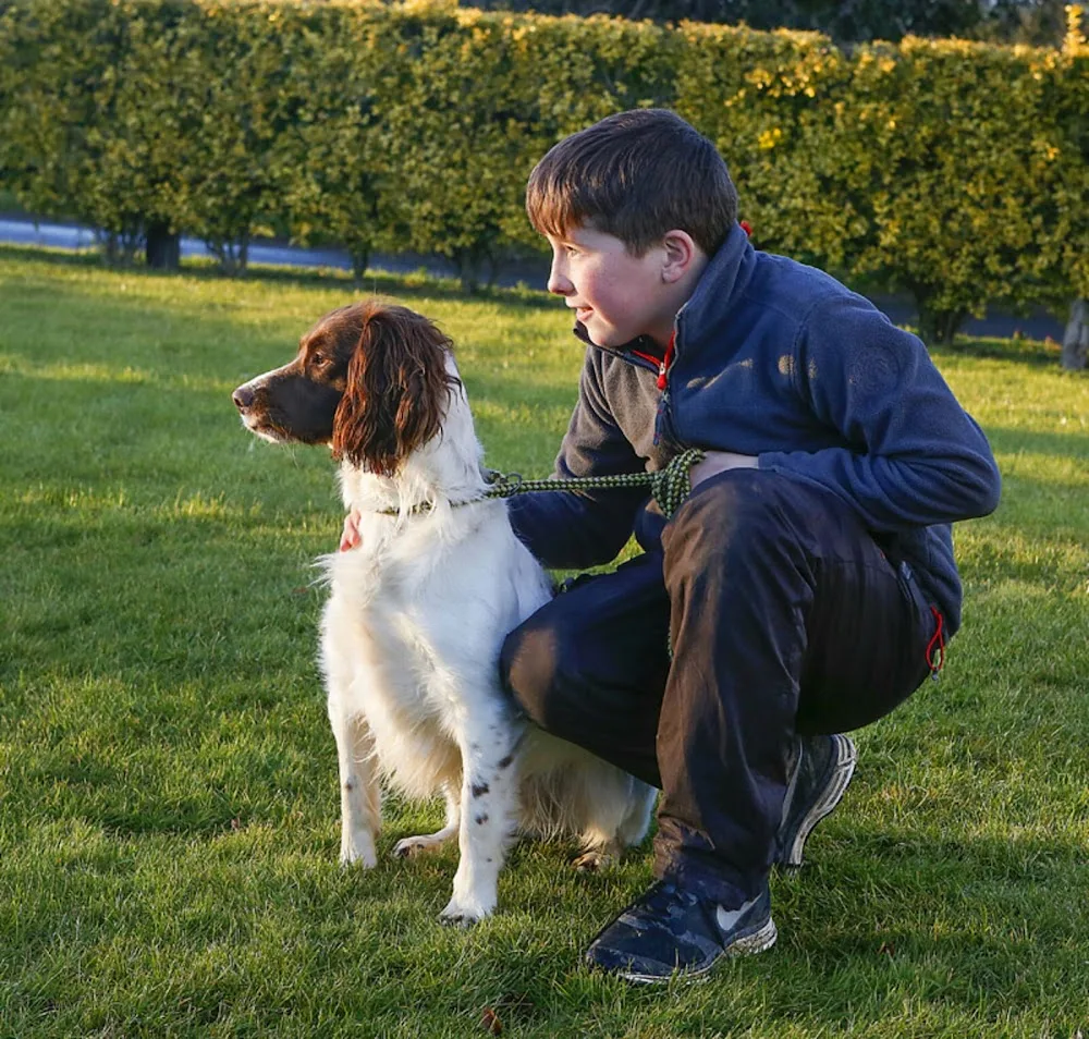 A1 BOARDING KENNELS Doggie Daycare Navan - Meath pet otel