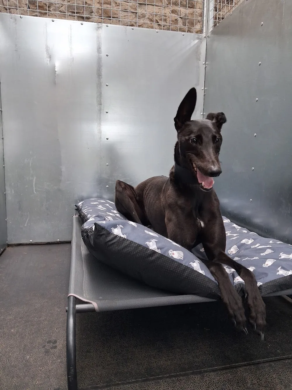 Barbadonna Kennels - Meath pet otel görseli 6