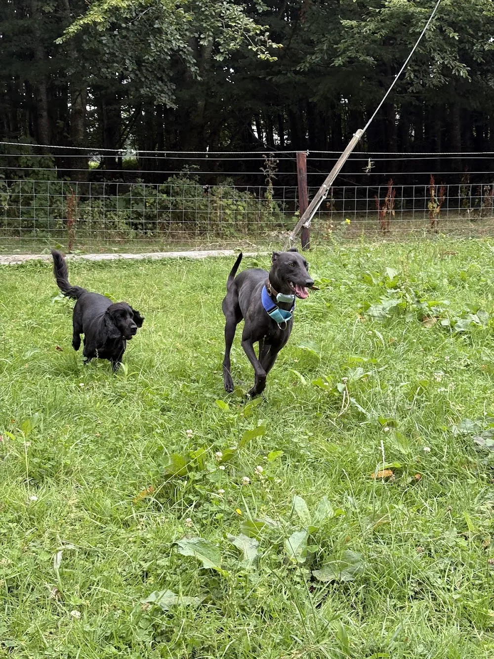 Barbadonna Kennels - Meath pet otel görseli 7